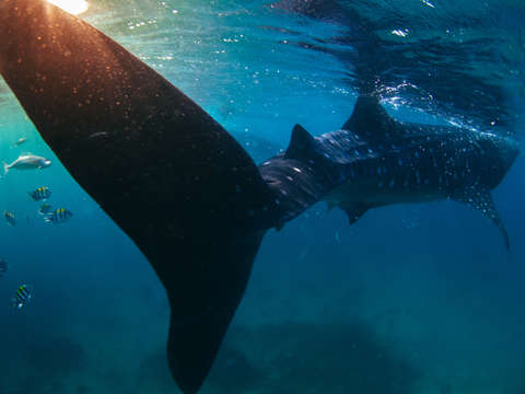 Whale shark sunrise in blue sea