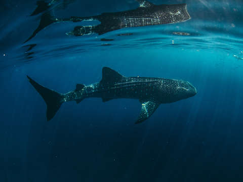 Whale shark sunrise in blue sea 2