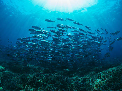 School of tuna in blue sea