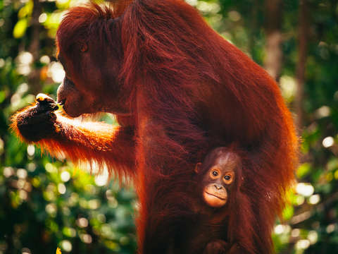 Baby orangutan with mother in borneo