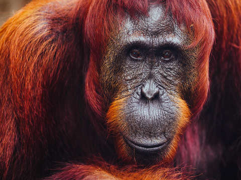 Mama orangutan in borneo