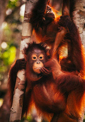 Orangutans in borneo