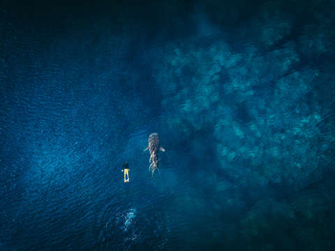 Aerial view of whale shark and snorkeler