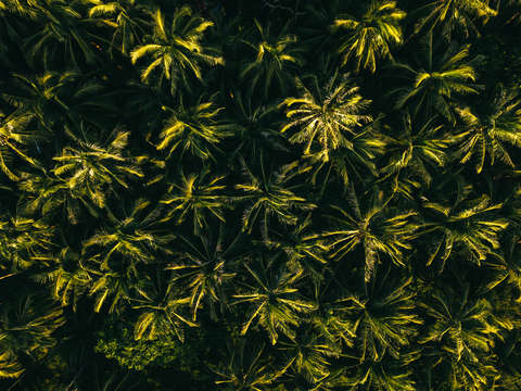 Aerial view of tropical palm trees