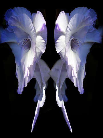 Homage to okeeffe 2