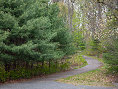 Franklin park pines
