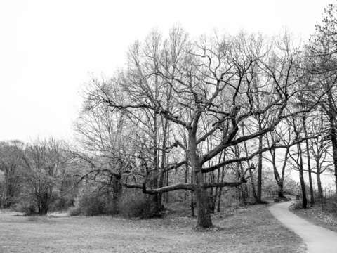 Frankliin park tree by greens