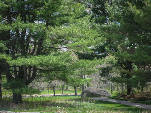 Franklin park path with lush trees