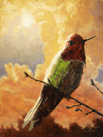 Shimmering hummingbird