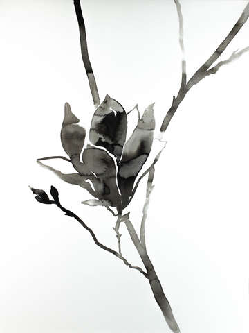 Magnolia no 23