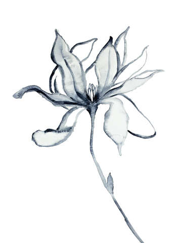 Magnolia no 31