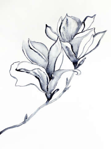 Magnolia no 36