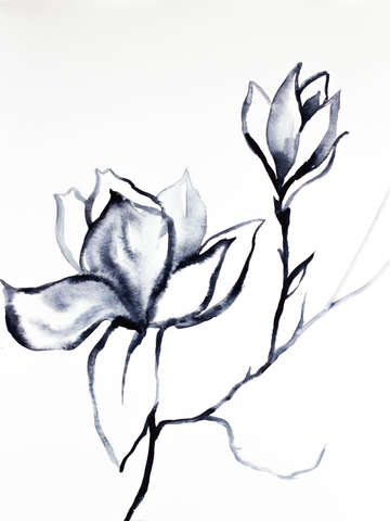 Magnolia no 37