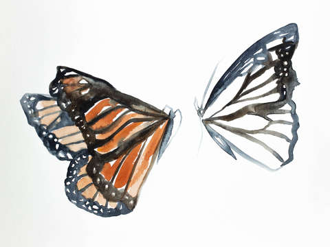 Monarch study no 2