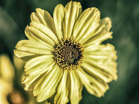 A simple joy retro