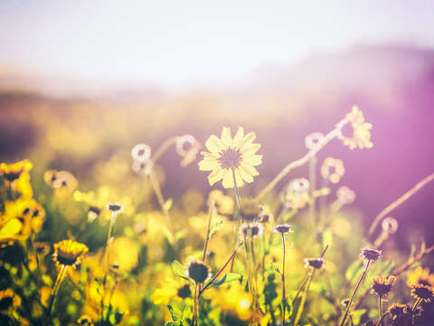 The simple joys of life retro