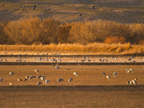 Field of cranes