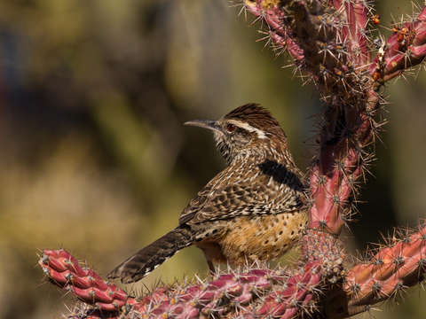 Cactus wren 2