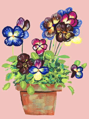 Spring pansies