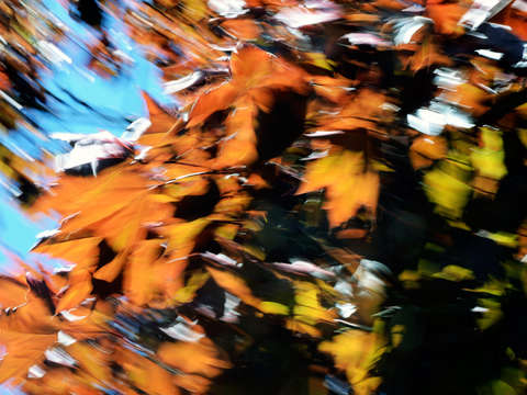 Leaves in motion