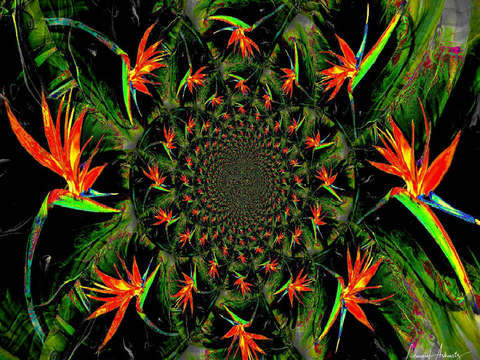 Bird of paradise 4