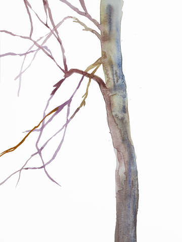 Tree study no 41