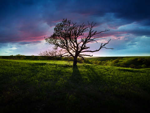 Rainbow Tree
