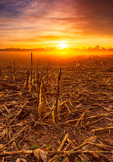 A field that has rested gives a beautiful crop