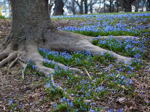 Arboretum blue flowers by roots