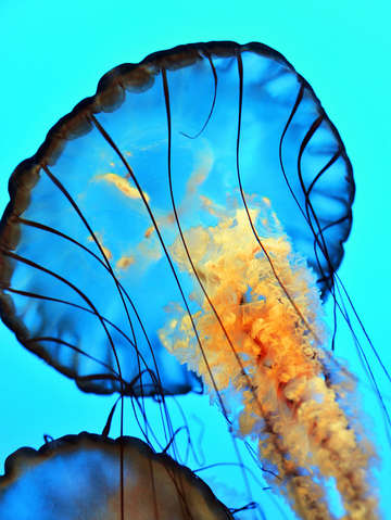 Jellies blue