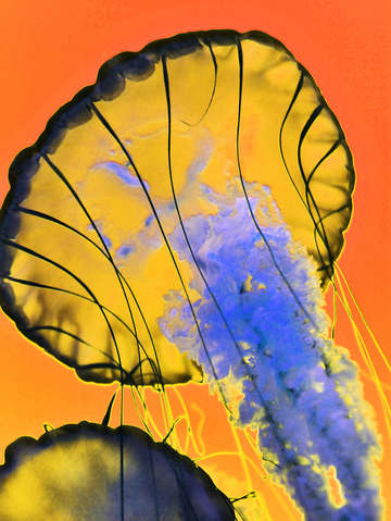Jellies orange