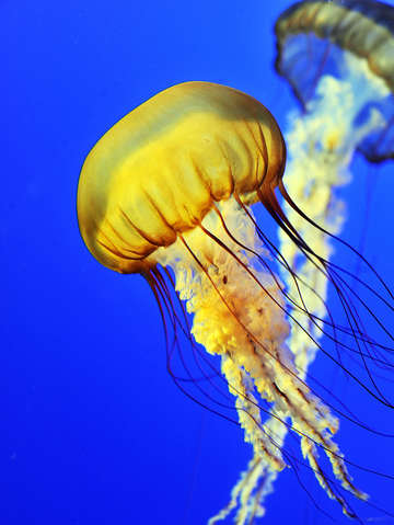 Jellyfish dance