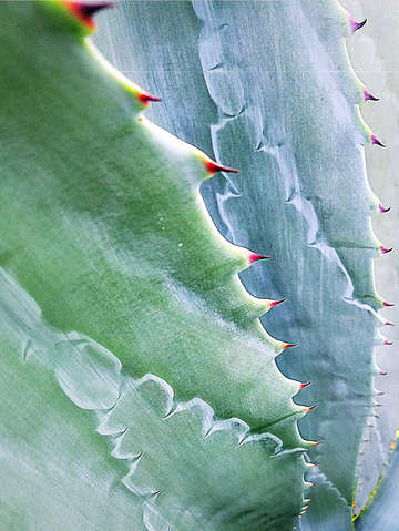 Succulent spines abstract