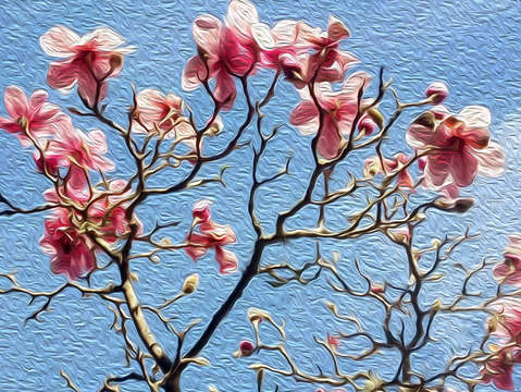 Dogwoods in bloom