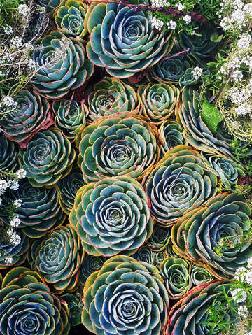 Hens and chicks