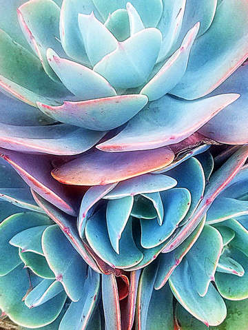 Pink succulents