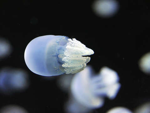 Itty bitty jelly