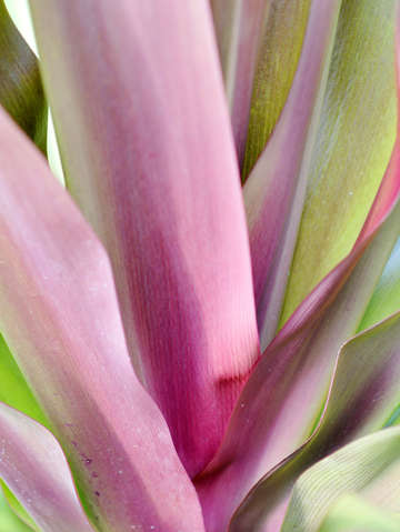 Hawaiian flora