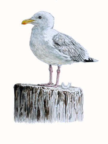 Seagull on a pier