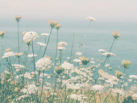 Laughter danced through the flowers