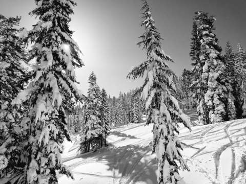 Tahoe powder