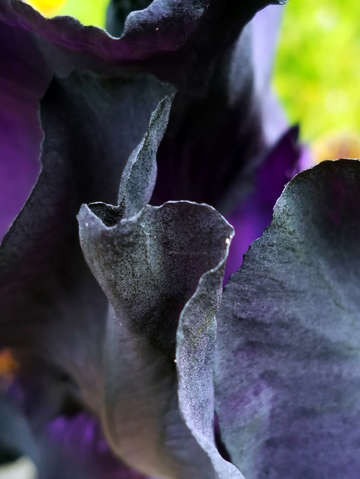 Okeefe iris