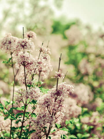 Hush my love lavender shades