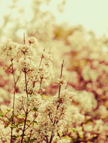 Hush my love