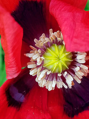 Poppy abstract