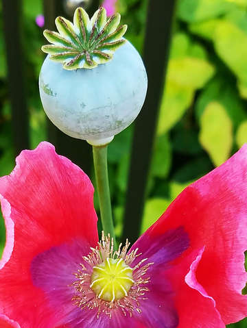 Red poppy abstract