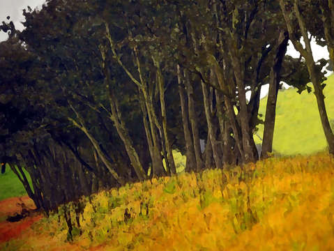 Napa mustard grove