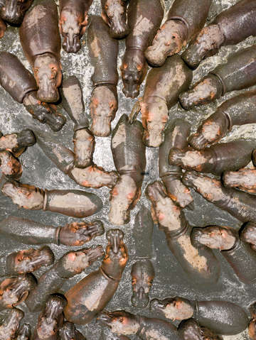 Hippos 2