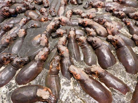 Hippos 3