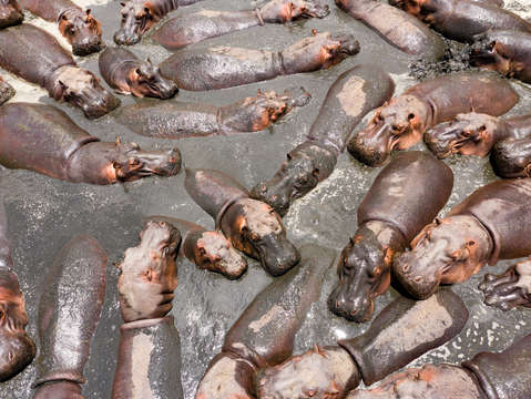 Hippos 4